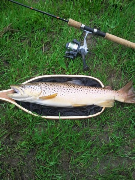 2012-05-08 08.01.15.jpg - Another brown caught by Jeff at the Boyne River near Alliston